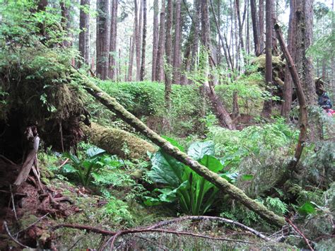 Tongass National Forest | Tongass national forest, Mystical forest, Forest