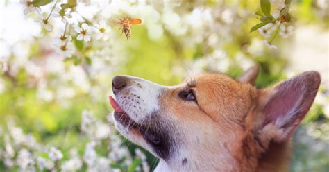 Dog Bee Sting: First Aid & Allergic Reactions — Pumpkin®