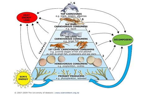 Toxins and food webs — Science Learning Hub