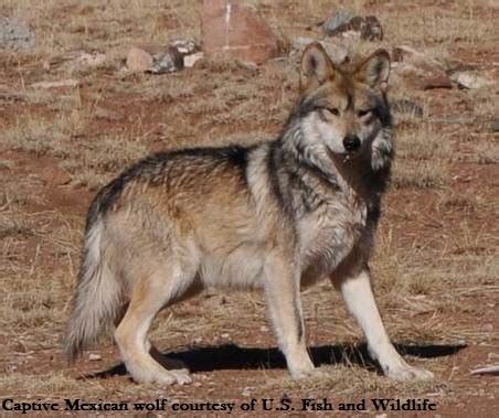 A history of wolves in Texas: From native top predators to a fading memory – Lobos of the Southwest