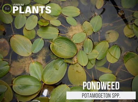 Potamogeton Spp. "Pondweed" Care Guide | Aquarium Plant