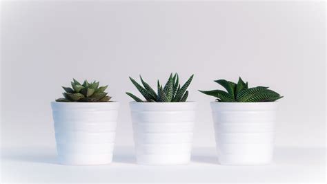 Aesthetic Minimalist Plant Desktop Wallpapers - Wallpaper Cave