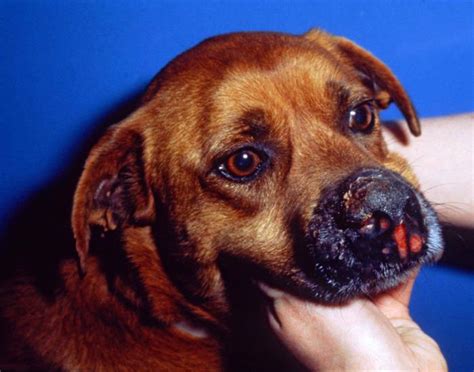 Causes of Dog Skin Sores and Lesions: Pictures, Video & Treatment Tips