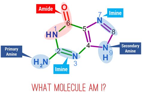 Guanine Molecule – Duluth Labs