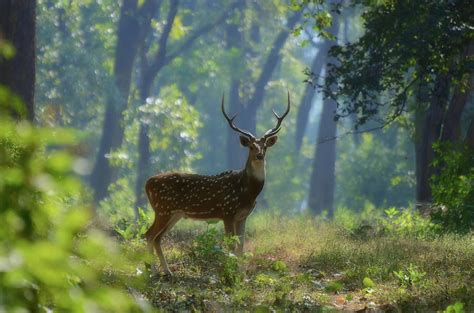 Deer In Forest by Mayur Kotlikar