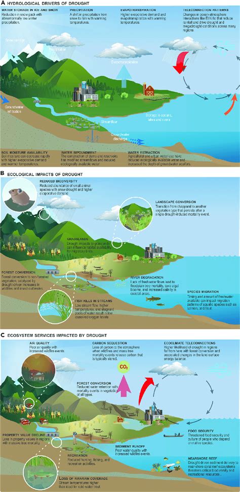 Ecosystem Diagram For Kids