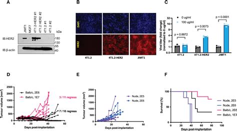 Frontiers | Syngeneic mouse model of human HER2+ metastatic breast ...