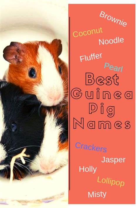 Unique Guinea Pig Names - 200 + Male, Female, Pairs Names - Petsium | Guinea pigs, Cute animal ...