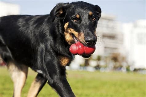 9 Best Dog Puzzle Toys for Bored Dogs [2025 Reviews]