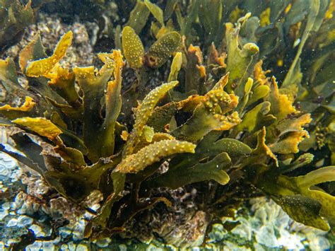 Brown Algae—Seaweed—PNW Ocean Life—Species Identification — Edmonds ...