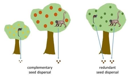 Diversity | Free Full-Text | Small but Nice–Seed Dispersal by Tamarins Compared to Large ...