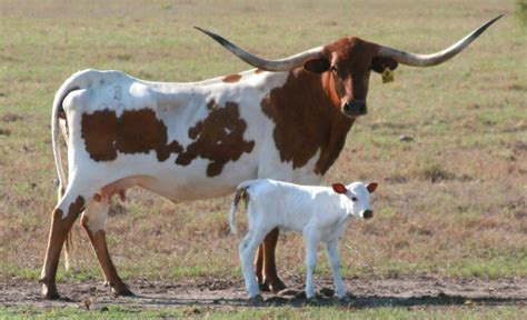 Texas Longhorn Bull | ... Texas Longhorn Female Cattle, Longhorn Breeding History, Longhorn ...