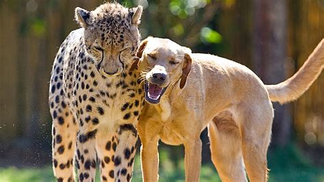 11 Unusual animal friendships that prove true love is blind