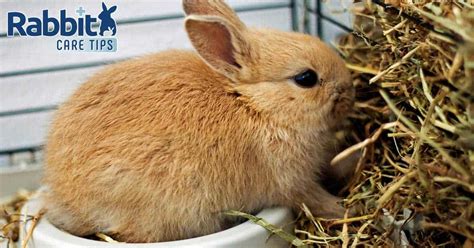 Choosing the Best Hay and Grass for Your Rabbit - Rabbit Care Tips