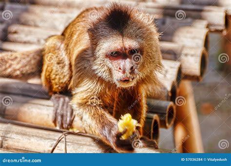 Capuchin Monkey in Their Natural Habitat. Stock Photo - Image of brown, nature: 57036284