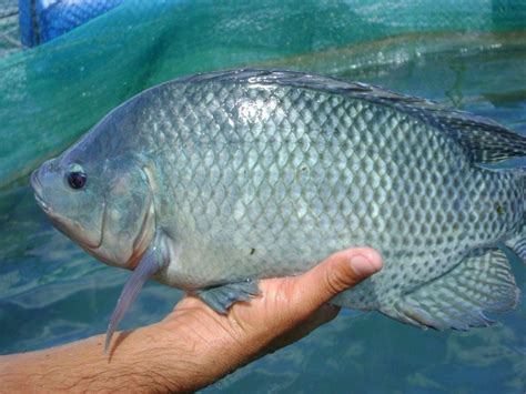 Tilapia Fish: Characteristics, types, breeding and more....