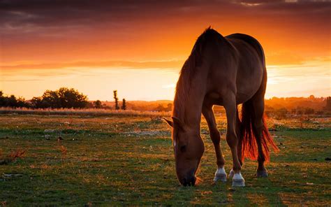 horse sunset Wallpapers HD / Desktop and Mobile Backgrounds