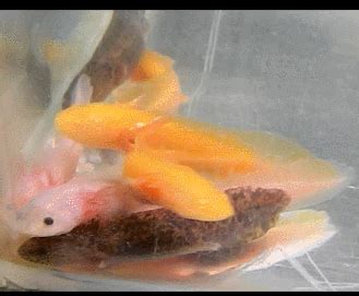 Silly Axolotls | Rearing Baby Axolotls | Axolotl care, Axolotl, Super cute animals