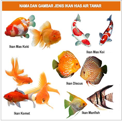 15+ Koleksi Cemerlang Gambar Gambar Ikan Hias Air Tawar