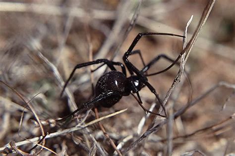 12 Common Spiders in Washington State - Wildlife Informer