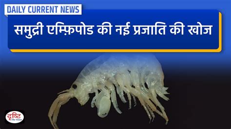 New species of marine amphipod discovered : Daily Current News ...