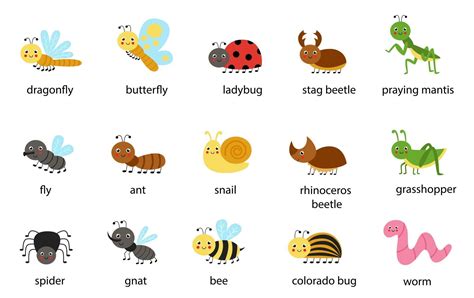 Set of cute cartoon insects with names Vector illustrations 2564939 Vector Art at Vecteezy