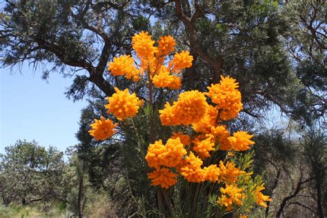 Nuytsia floribunda – Western Australian Christmas Tree | Gardening With Angus