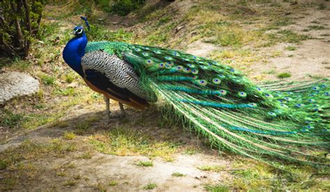 More Than 350 Names for Peacocks - The Hip Chick