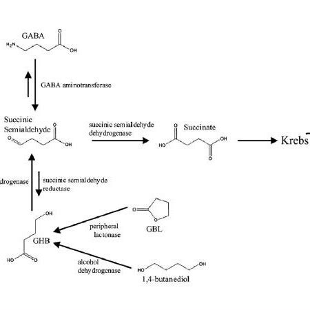 Primary pathway for gamma-hydroxybutyric acid synthesis and... | Download Scientific Diagram