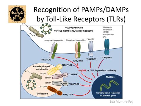 PPT - Innate Immunity -First Line of Host Defence PowerPoint ...