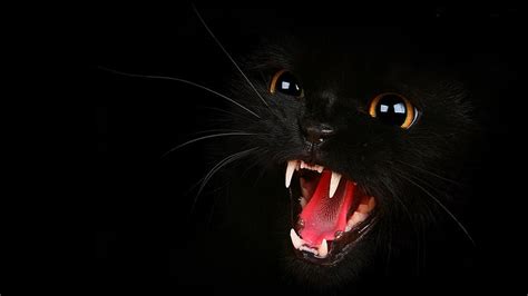 1920x1080px | free download | HD wallpaper: black cat, black cats ...