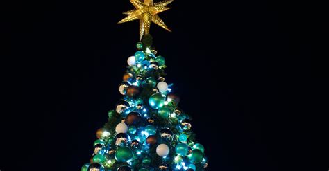 Christmas Tree against Night Sky · Free Stock Photo