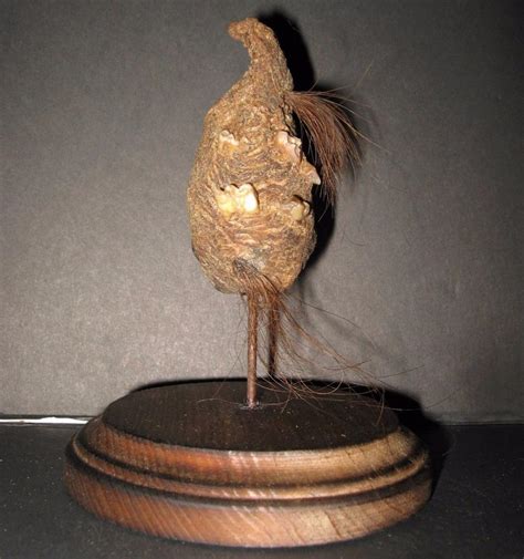 Mummified Teratoma Tumor Hair Teeth Dry Preserved Specimen Oddity Sideshow Gaff | #1817498505