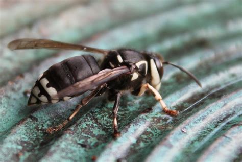 White Faced Hornet Photograph by Margo Miller - Fine Art America