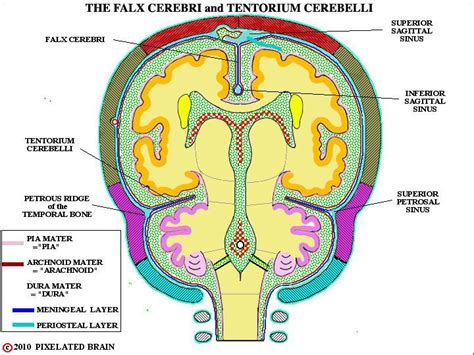 Tentorium cerebelli & falx cerebelli | Dura mater, Anatomy and physiology, Nurse life