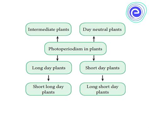 Photoperiodism: Learn Definition, Types, Mechanism - Embibe