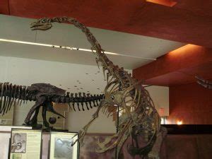 Therizinosaurus Facts, Habitat, Diet, Fossils, Pictures