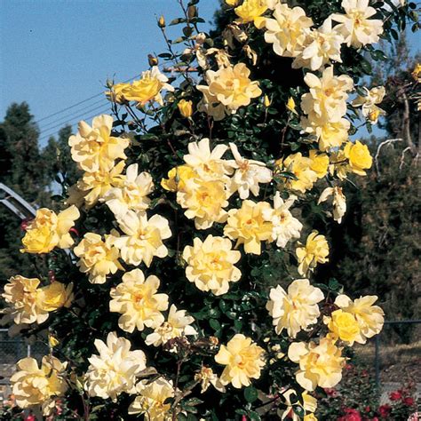 Golden Showers Climbing Rose | Shop Roses | Breck's