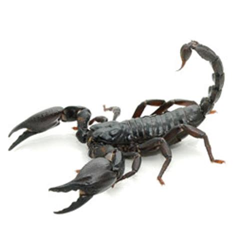 Asian Forest Scorpion for sale from ReptMart.com