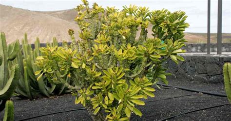 Euphorbia Neriifolia Care: Growing The Indian Spurge Tree