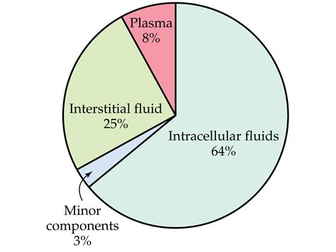 The drug flow and its distribution in the human body - UTS Pharmacology