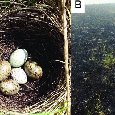 Terminology used in Brewer's Blackbird nest survival monitoring. | Download Scientific Diagram