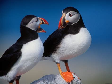 A Pair of Puffins Wallpapers | HD Wallpapers | ID #4942