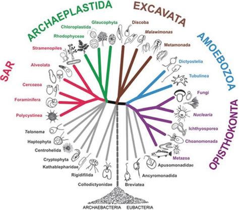 2 General eukaryote phylogenetic tree. The clade Fungi and Metazoa have... | Download Scientific ...