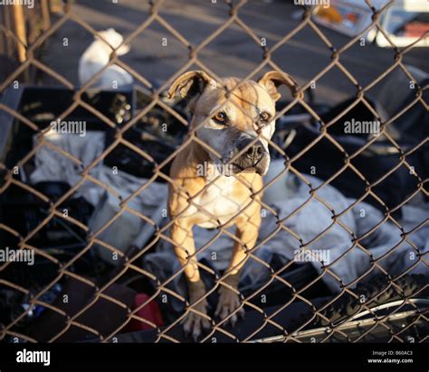 Mean junkyard guard dog hi-res stock photography and images - Alamy