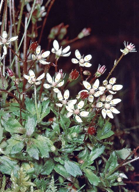 Saxifrage | Alpine, Perennial, Rock Garden | Britannica