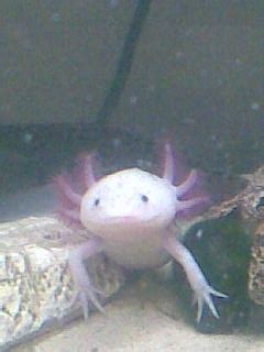 NE England Axolotl eggs - Reptile Forums