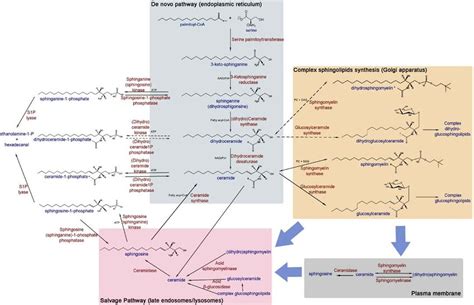 Scheme of sphingolipid metabolism. See footnote on next page 2 . | Download Scientific Diagram