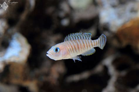 Neolamprologus multifasciatus | Aquarium fish, Freshwater aquarium fish ...