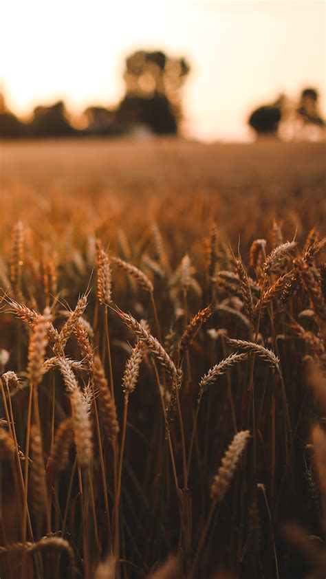 Wheat Field Harvest Wallpaper